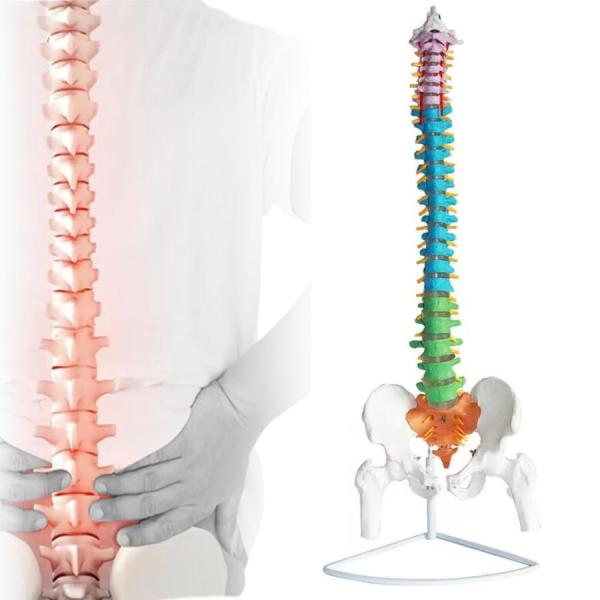 脊髄骨盤模型 実物大 色付きの柔軟な脊椎解剖モデル 折り曲げ可能 人体模型 人間脊椎模型 骨盤 大腿...