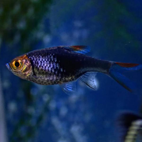 [同梱不可] 生体 ラスボラ・ヘテロモルファ プラチナブルー 1匹 淡水魚 観賞魚 熱帯魚