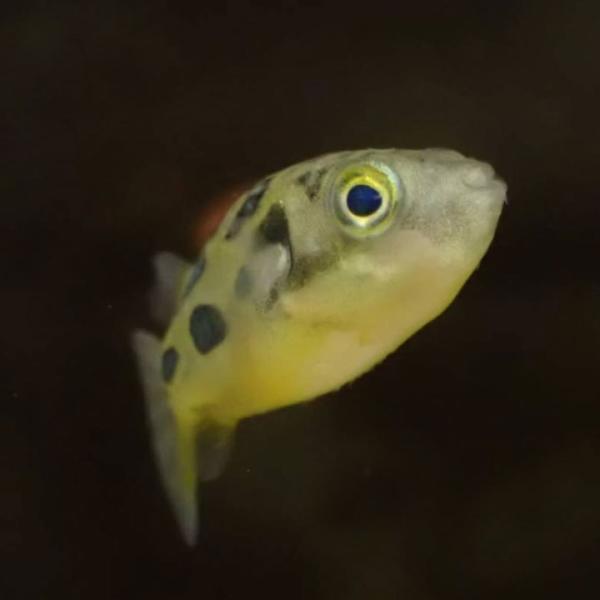 [同梱不可] 生体 アベニーパファー 1匹 淡水魚 観賞魚 熱帯魚 フグ 小型フグ [オスメス指定不...