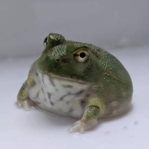 [同梱不可] 激レア1匹限定 生体 チャコガエル パラグアイCB（飼育下繁殖個体）