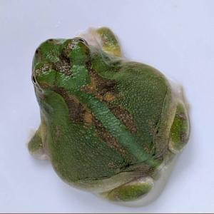 [同梱不可] 激レア1匹限定 生体 チャコガエ...の詳細画像1