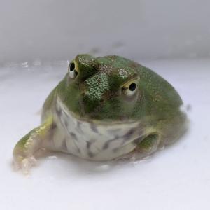 [同梱不可] 激レア1匹限定 生体 チャコガエ...の詳細画像2