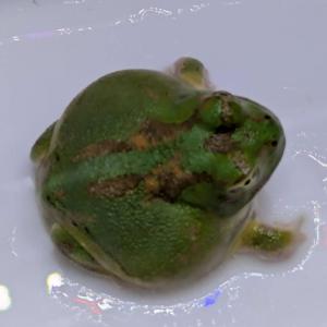 [同梱不可] 激レア1匹限定 生体 チャコガエ...の詳細画像3