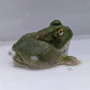 [同梱不可] 激レア1匹限定 生体 チャコガエ...の詳細画像4