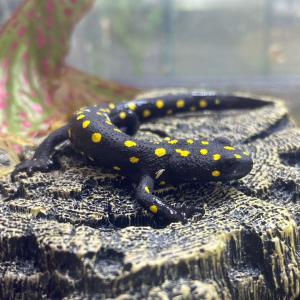 [同梱不可] 次回入荷未定 レア生体 ストラウヒツエイモリ 24CB (2024年生まれの国内・人工繁殖個体)