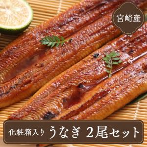 うなぎ 送料無料 国産ウナギ 蒲焼き (大鰻 約170g×2...