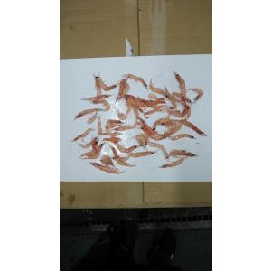 【送料無料】不凍処理済 オキアミコマセ 10kg