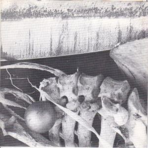 7inchレコード　SUMELL &amp; QUIM / DEATHE BABY FUCK