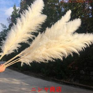 ドライフラワー 花材 白 ビッグテールリード ...の詳細画像5