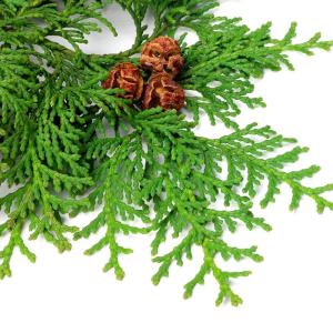 アロマウッド ひのき ヒノキ アロマプレート ...の詳細画像3