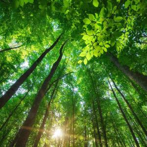 アロマウッド ひのき ヒノキ アロマプレート ...の詳細画像4