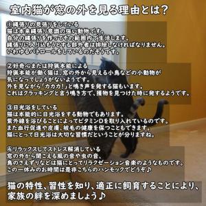 猫 ハンモック 窓 猫ベッド ハンモックベッド...の詳細画像1