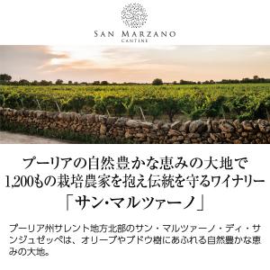 白ワイン イタリア サン マルツァーノ イル ...の詳細画像1