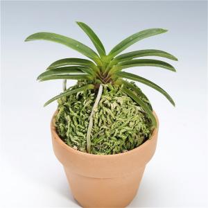 富貴蘭】 轡虫（くつわむし）1条/ 花 蘭 古典植物 フウラン