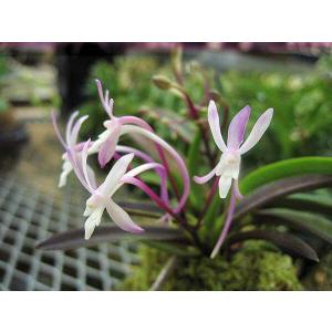 富貴蘭 フウキラン 玉金剛 風蘭 フウラン : フェニックス