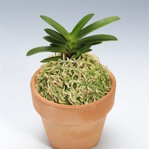 富貴蘭　天玉宝（仔付き）速達込み 富貴蘭 天玉宝（仔付き）速達込み 富貴蘭 天玉宝（仔付き）