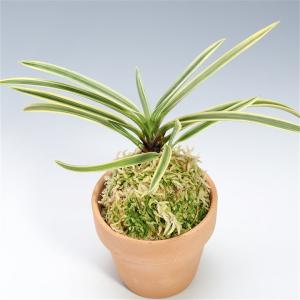 富貴蘭 フウキラン 青龍獅子 風蘭 フウラン : フェニックスガーデン