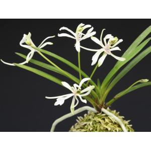 富貴蘭】 春及殿（しゅんきゅうでん）1条/ 花 蘭 古典植物 フウラン