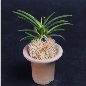 富貴蘭　歓喜天