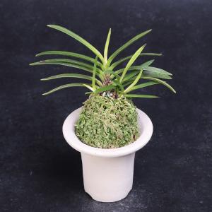 富貴蘭　阿波牡丹