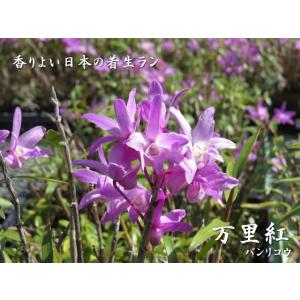 石斛 セッコク 長生蘭 雷山 30 : フェニックスガーデン - 通販 - Yahoo