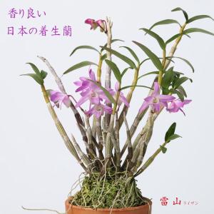 セッコク　石斛　長生蘭　天紫晃 長生蘭 セッコク 天紫晃 14 : フェニックスガーデン - 通販