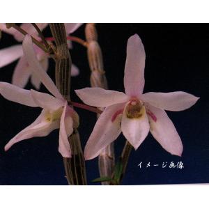 長生蘭　セッコク　桃花　咲為花　2