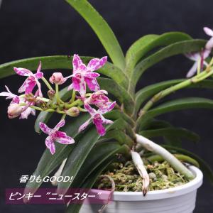 風蘭 風らん フウラン 白く可憐な花 独特の甘い香りも魅力