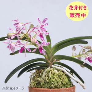 ★期間限定★　花芽付き　ピンキー　ニュースター　風蘭　交配種｜fenixran