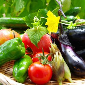 野菜セットL 14品 産地直送 送料無料 鹿児島県産 宮崎県...