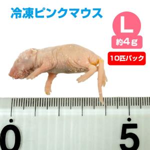 冷凍 エサ冷凍 冷凍マウス アダルトLサイズ 約30g 10匹パック T2