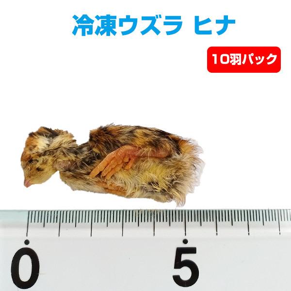 冷凍 エサ 冷凍 冷凍ウズラ　ヒナ １0羽パック クール便発送  常温商品との同梱不可 餌 フード ...