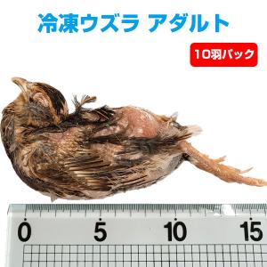 PAPA☆mick 猛禽類爬虫類冷凍ひよこ　餌　230＋α 楽天市場】国産冷凍ヒヨコ6kg 約150羽分 フクロウ 鷹