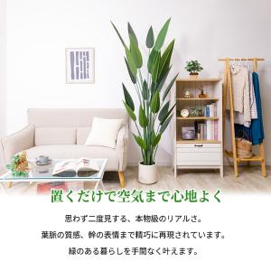 ストレリチア フェイクグリーン 光触媒フェイク...の詳細画像1