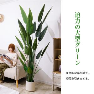 ストレリチア フェイクグリーン 光触媒フェイク...の詳細画像4