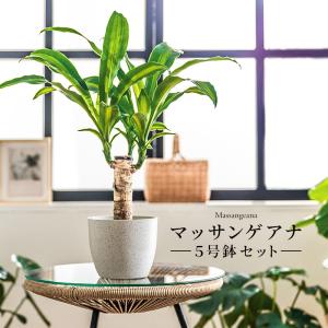 ユッカ 中型 観葉植物 観葉植物 ユッカ 8号 斑入り コンカー キューブ 灰 付き | 観葉植物