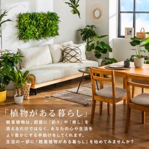 パキラ インテリア 観葉植物 7号 高さ約55...の詳細画像1