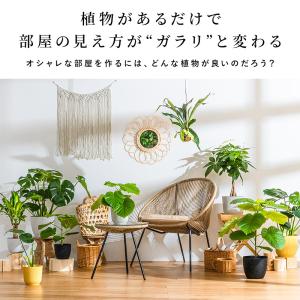 パキラ インテリア 観葉植物 7号 高さ約55...の詳細画像2