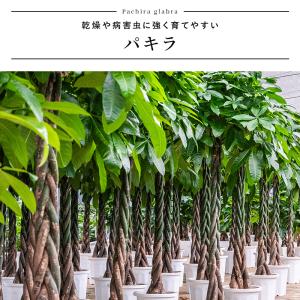 パキラ インテリア 観葉植物 7号 高さ約55...の詳細画像5