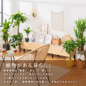 パキラ 観葉植物 8号 鉢カバー付き 高さ約1...の詳細画像1