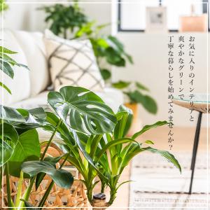 パキラ 観葉植物 8号 鉢カバー付き 高さ約1...の詳細画像4