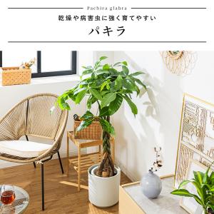 パキラ 観葉植物 8号 鉢カバー付き 高さ約1...の詳細画像5