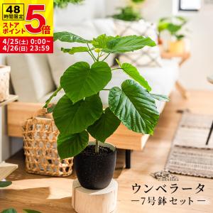 ウンベラータ 室内観葉植物 7号 高さ約70〜9...の商品画像