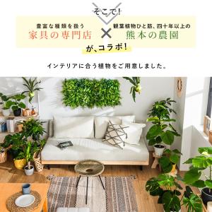 ウンベラータ 室内観葉植物 7号 高さ約70〜...の詳細画像3