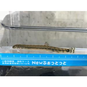 アジメドジョウ　5匹セット　滋賀県産ほか