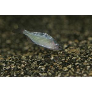 アカヒレタビラ　[3匹セット]　宮城県産