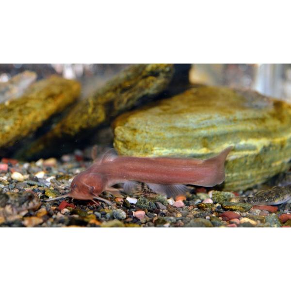 アカザ（Ｌ）[単品]　 兵庫県産