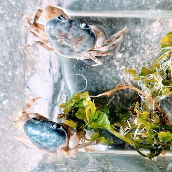 幸せの青いサワガニ [開運 3匹セット] 産地極秘]！