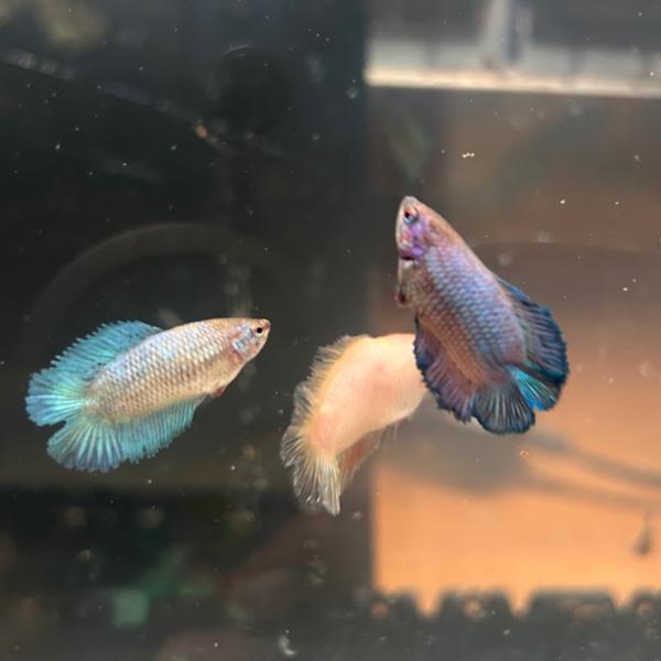 ベタ　ブルードリーム　[3匹セット]　数量限定引取り品　雌雄選別不可