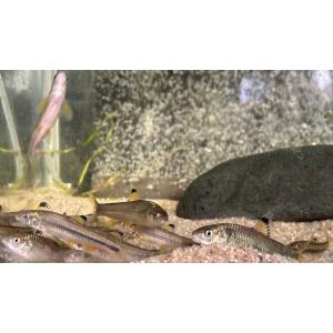 琵琶ヒガイ　琵琶湖水系産　[2匹セット]